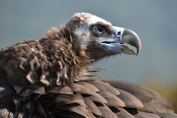 Portrait of vulture in profile