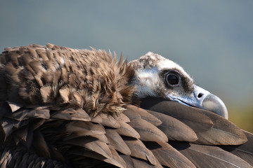 Vulture, put his head on the feathers