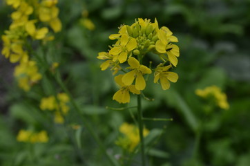 Pequenas flores amarelas