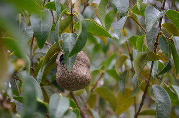 Folhas e marimbondos