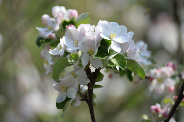 Fototapeta premium Apfelblüten