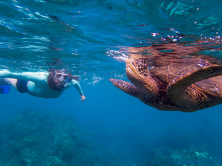 Green Sea Turtle Breathing at Surface with Snorkeler in Background