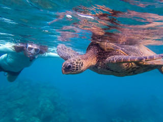 Fototapeta premium Green Sea Turtle in Clear Blue Sea with Woman Snorkeler in Background