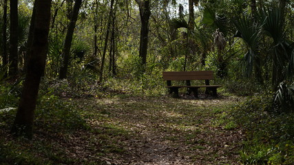 Fototapeta na wymiar bench in forest