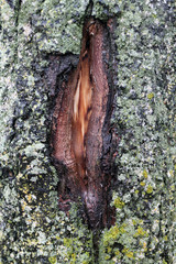 closeup of trunk of a tree