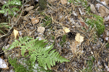 The first snow in the forest. The green and yellow leaves are frozen, the firs of the firs lie. Needles of Christmas trees in the snow.