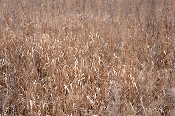 Dry field after autumn. grass on the field withered. hay texture Wheat grass