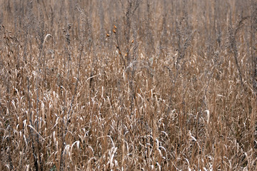 Fototapeta premium Dry field after autumn. grass on the field withered. hay texture Wheat grass