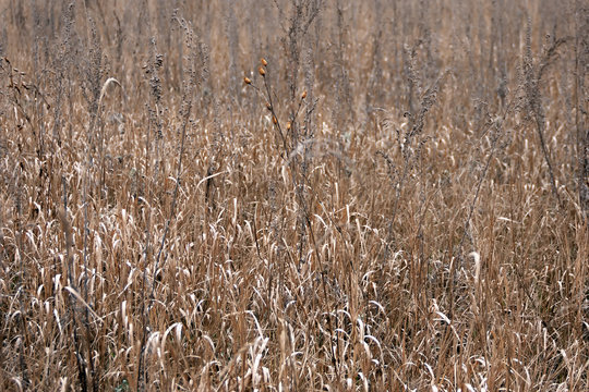 Dry field after autumn. grass on the field withered. hay texture Wheat grass