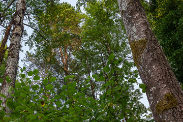 Obraz premium muted blue sky with green leaves and multiple tree trunks
