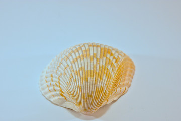One half of a colourful seashell isolated on a white background