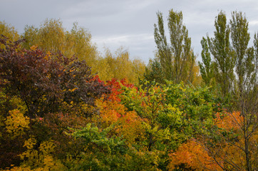 trees in autumn with red yellow green maroon leaves