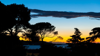 Silhouettes of deciduous and coniferous trees at sunset