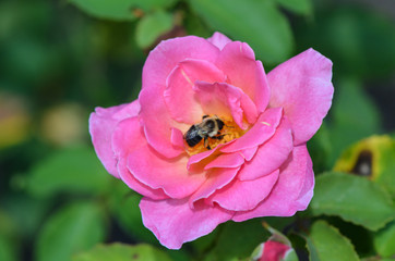 Roses in the gardens of the Biltmore Estate in Asheville, NC