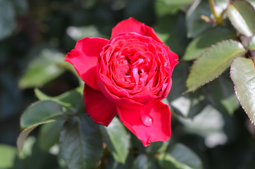 Roses in the gardens of the Biltmore Estate in Asheville, NC