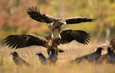 White tailed eagle (Haliaeetus albicilla)