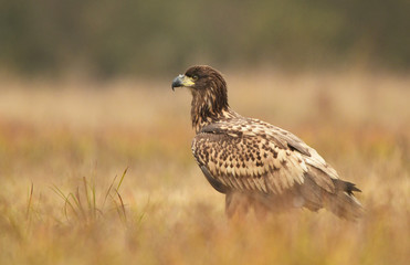 White tailed eagle (Haliaeetus albicilla)