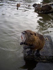 Bisamratte