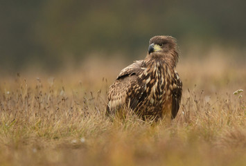 White tailed eagle (Haliaeetus albicilla)