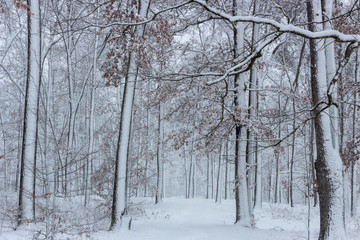 Strange branches covered with snow background winter concept