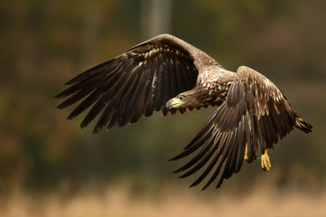 White tailed eagle (Haliaeetus albicilla)
