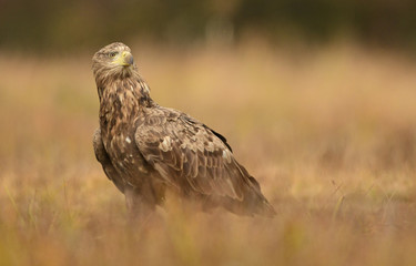 White tailed eagle (Haliaeetus albicilla)