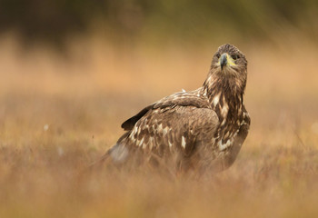 White tailed eagle (Haliaeetus albicilla)