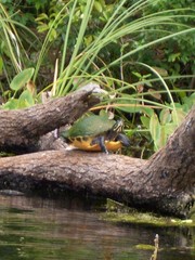 Turtle Florida