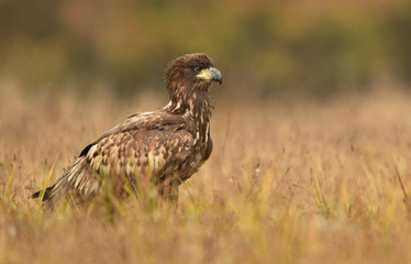 White tailed eagle (Haliaeetus albicilla)