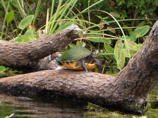 Turtle Florida