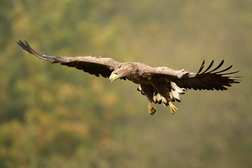 White tailed eagle (Haliaeetus albicilla)