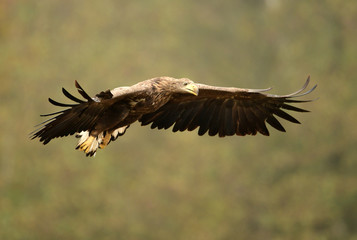 White tailed eagle (Haliaeetus albicilla)