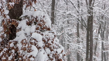 Strange branches covered with snow background winter concept