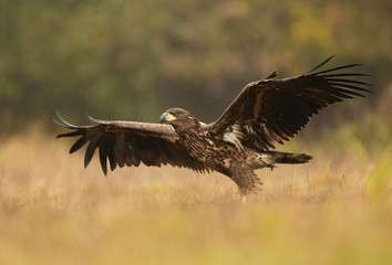 White tailed eagle (Haliaeetus albicilla)