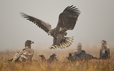 White tailed eagle (Haliaeetus albicilla)
