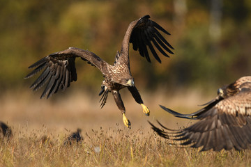 White tailed eagle (Haliaeetus albicilla)