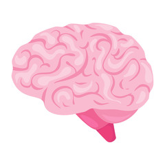 Brain organ vector illustration