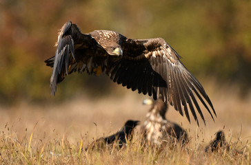 White tailed eagle (Haliaeetus albicilla)
