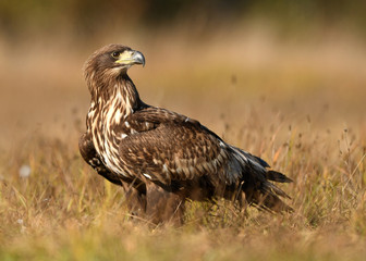 White tailed eagle (Haliaeetus albicilla)