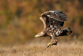 White tailed eagle (Haliaeetus albicilla)