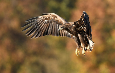 White tailed eagle (Haliaeetus albicilla)