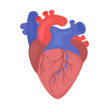 Heart organ vector illustration