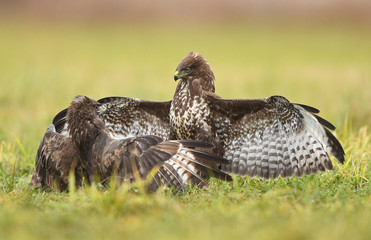 Common buzzards (Buteo buteo)