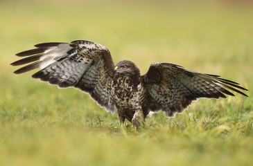 Common buzzard (Buteo buteo)