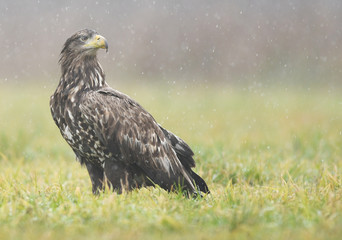 White tailed eagle (Haliaeetus albicilla)
