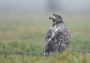 White tailed eagle (Haliaeetus albicilla)