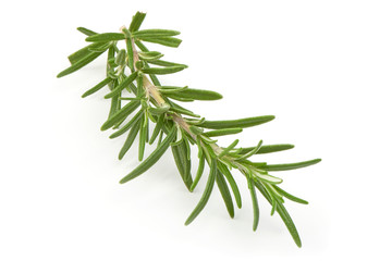 Fresh branch of rosemary herb isolated on white background. Close-up