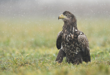 White tailed eagle (Haliaeetus albicilla)