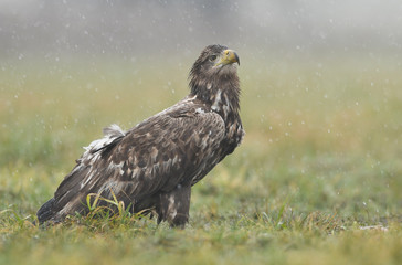 White tailed eagle (Haliaeetus albicilla)