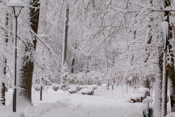 Strange branches covered with snow background winter concept